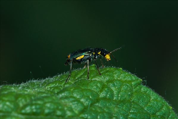 Malachius bipustulatus