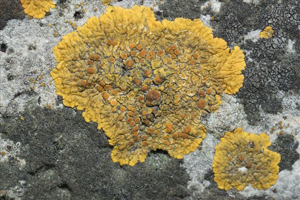 Caloplaca flavescens