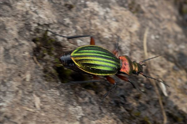 Carabus auronitens