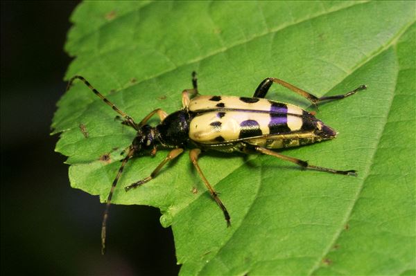 Rutpela maculata