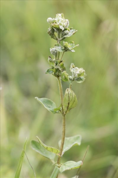 Aceria labiatiflorae