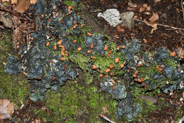 Peltigera horizontalis