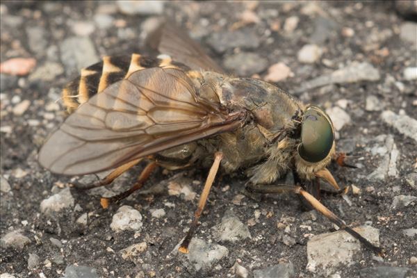 Tabanus bovinus