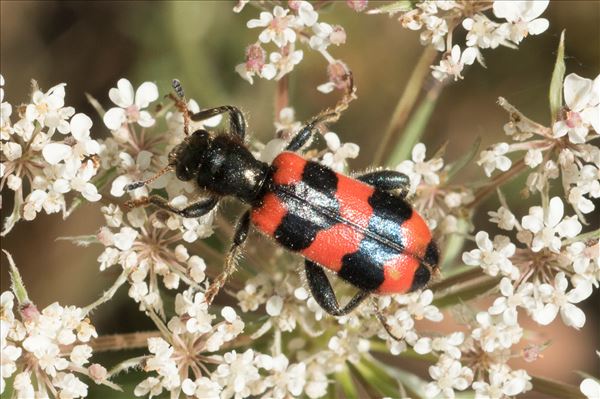 Trichodes apiarius