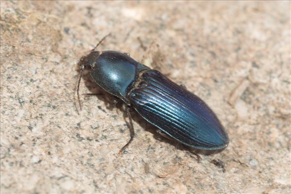 Selatosomus aeneus