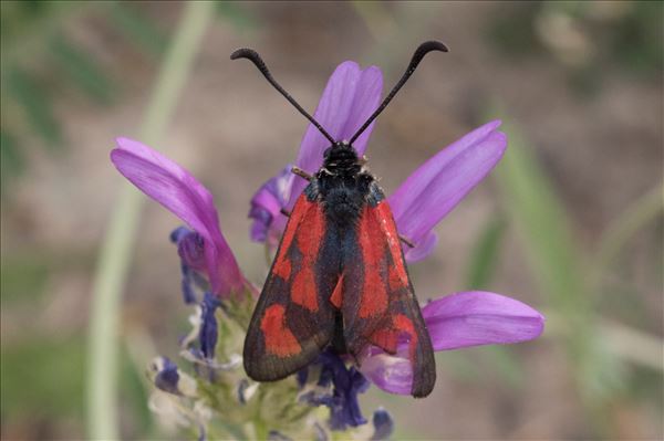 Zygaena cynarae