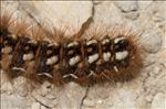 Acronicta rumicis