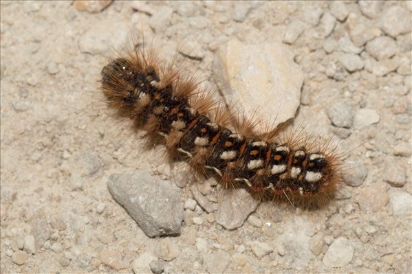 Acronicta rumicis