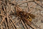 Vespa crabro