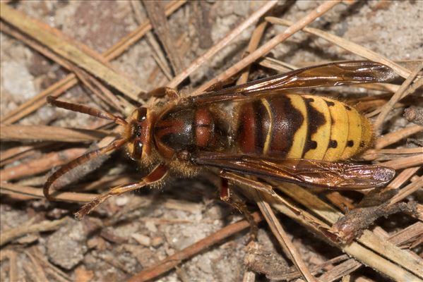 Vespa crabro