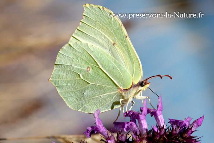 Le Citron (Gonepteryx rhamni)