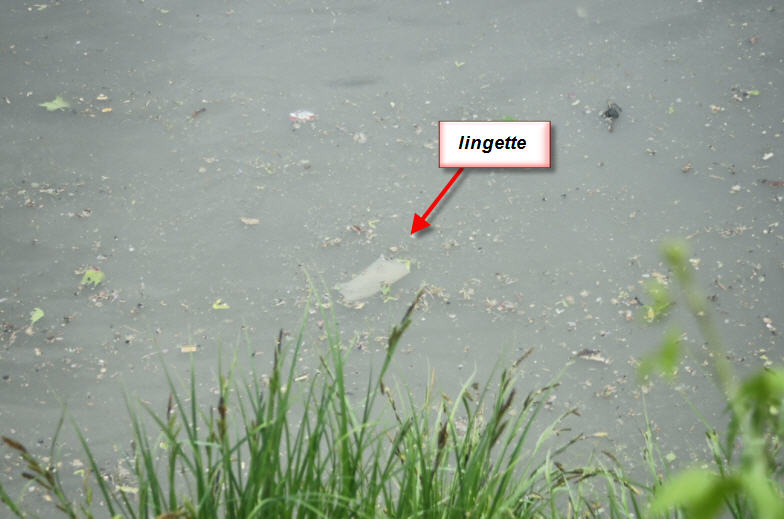 toujours des lingettes etc. qui se dépose sur la rive