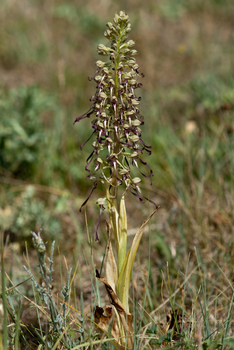 l'orchis bouc (Himantoglossum hircinum)