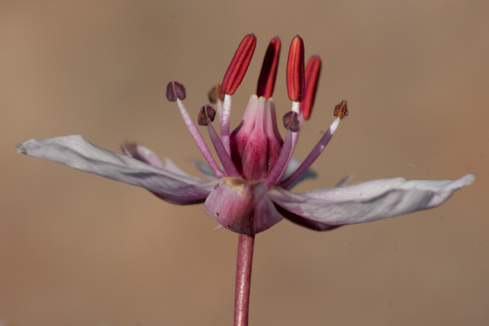 Le jonc fleuri (Butomus umbellatus)