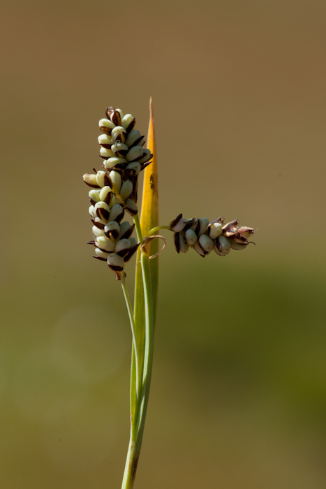 La laîche bicolore (Carex bicolor All.)