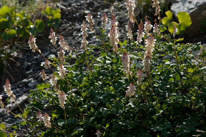 Hedysarum hedysaroides subsp. boutignyanum (A.Camus) Jauzein
