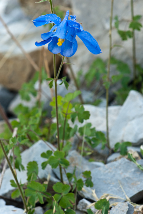 L’ancolie de Bertoloni ( Aquilegia bertolonii Schott)