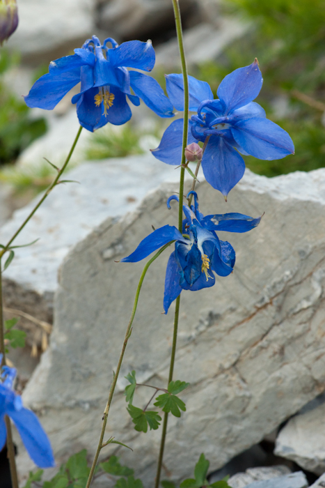 L’ancolie de Bertoloni ( Aquilegia bertolonii Schott)