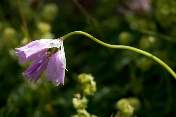 L?ail à fleurs de narcisse   ( Allium narcissiflorum Vill.)