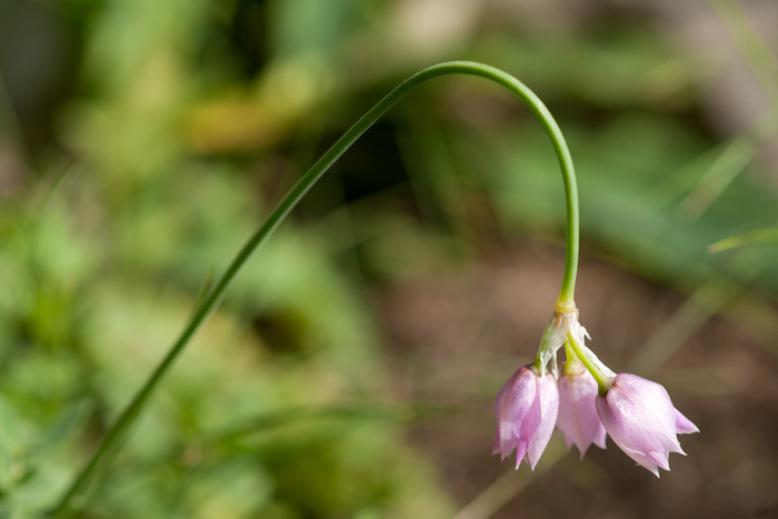 L?ail à fleurs de narcisse   ( Allium narcissiflorum Vill.)