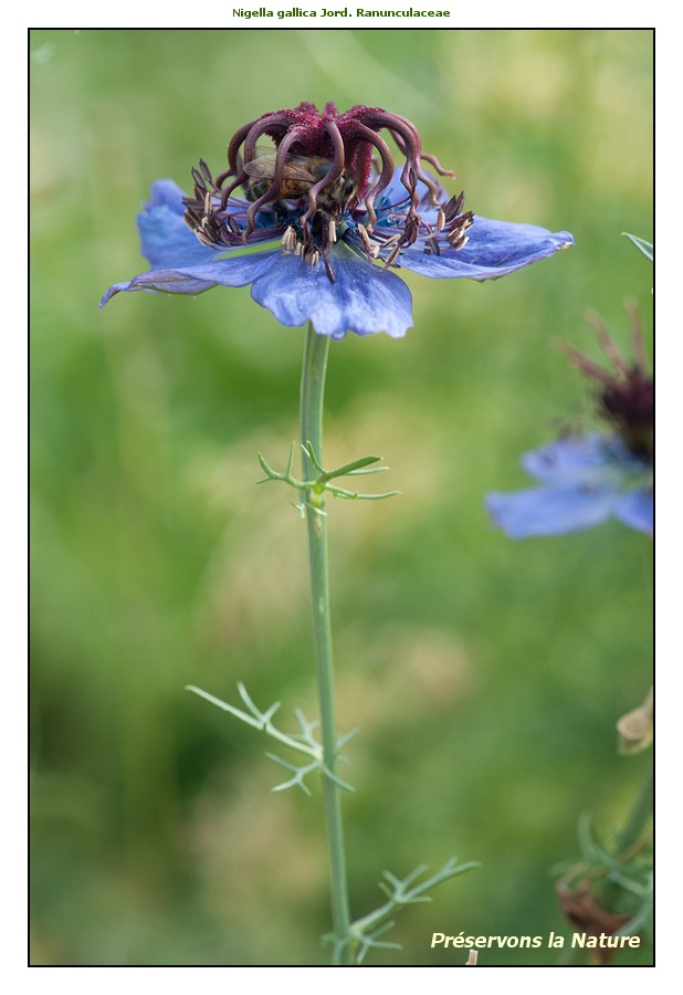 Nigella gallica Jord.