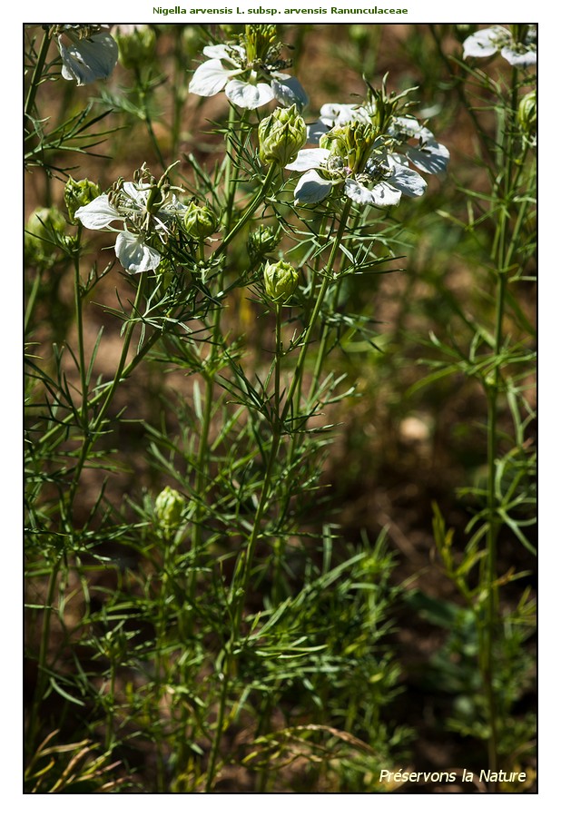 La Nigelle des champs (Nigella arvensis L.)