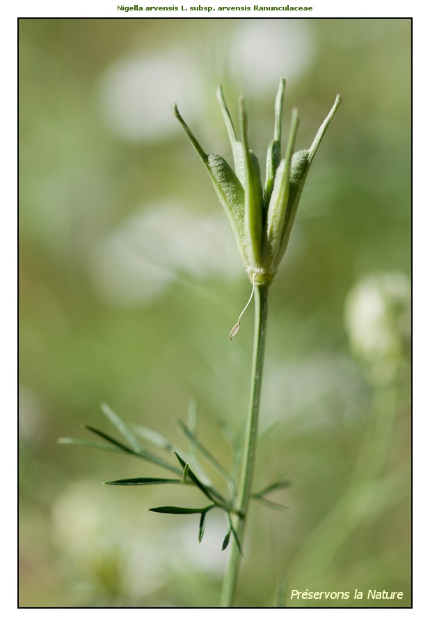 La Nigelle des champs (Nigella arvensis L.)