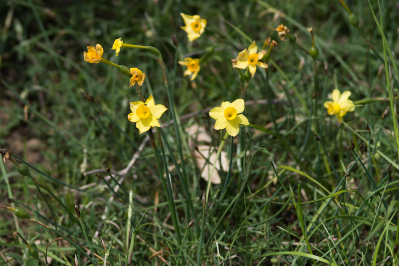 Narcissus assoanus Dufour Narcissus assoanus Dufour