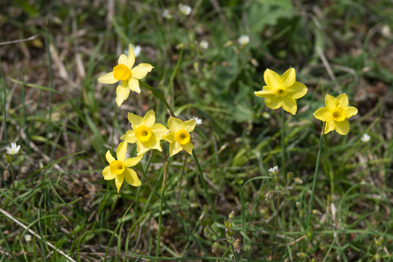 Narcissus assoanus Dufour Narcissus assoanus Dufour