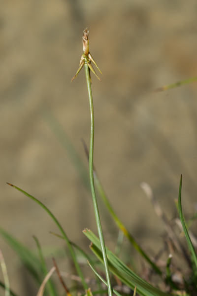 Carex microglochin Wahlenb. ( Laîche à petite arête )