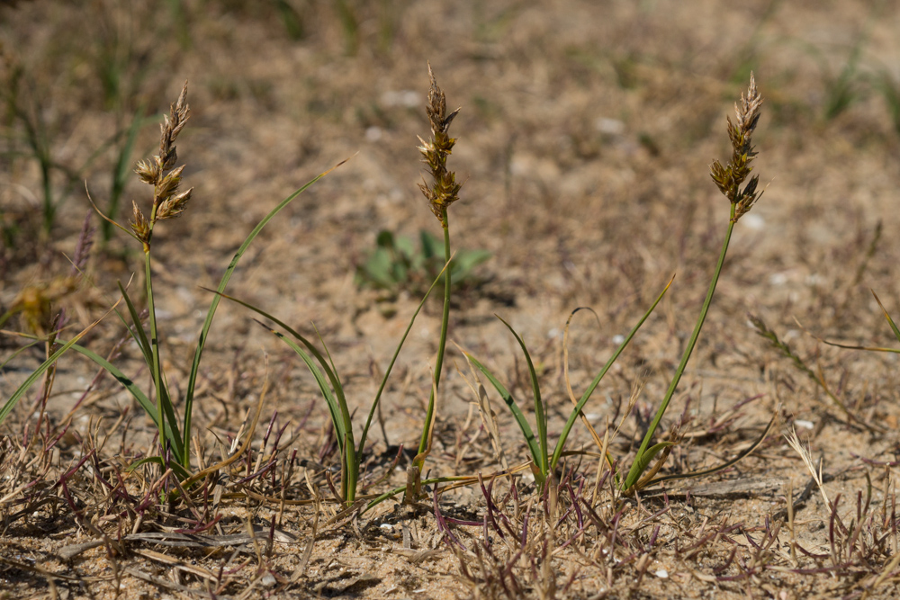 Carex arenaria L.