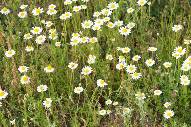 Anthemis arvensis L. ( Anthémis des champs ) Anthemis arvensis L. ( Anthémis des champs )