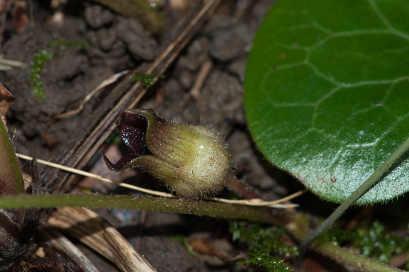 Asarum europaeum L. ( Asaret d'Europe ) Asarum europaeum L. ( Asaret d'Europe )