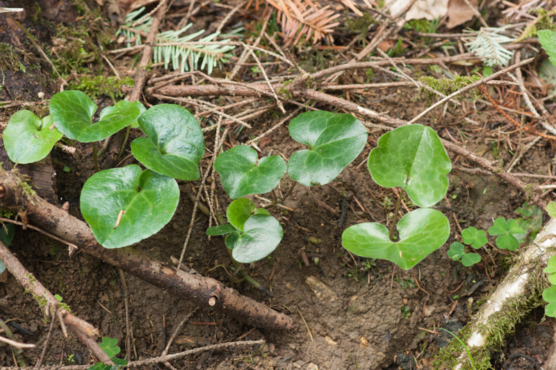 Asarum europaeum L. ( Asaret d'Europe ) Asarum europaeum L. ( Asaret d'Europe )