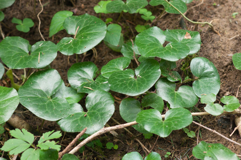 Asarum europaeum L. ( Asaret d'Europe ) Asarum europaeum L. ( Asaret d'Europe )
