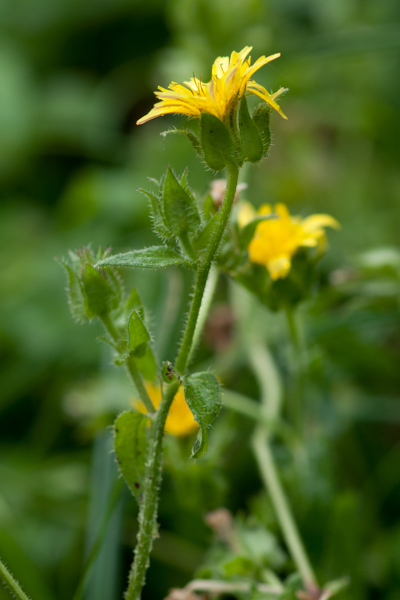 Helminthotheca echioides (L.) Holub ( Picride fausse-vipérine ) Helminthotheca echioides (L.) Holub ( Picride fausse-vipérine )