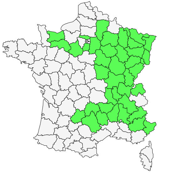 Asarum europaeum L. ( Asaret d'Europe )