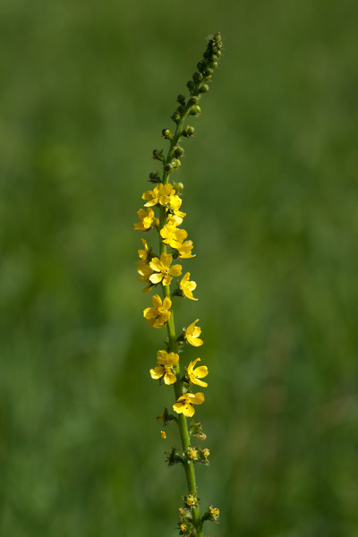 Agrimonia eupatoria L. ( Aigremoine )