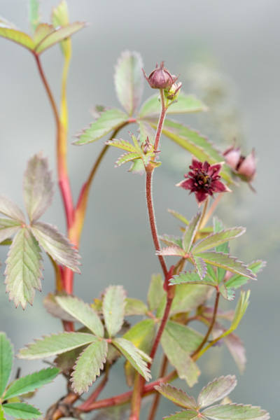 Comarum palustre L. ( Comaret des marais ) Comarum palustre L. ( Comaret des marais )