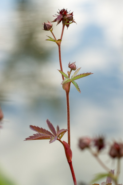 Comarum palustre L. ( Comaret des marais ) Comarum palustre L. ( Comaret des marais )