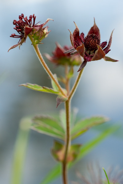 Comarum palustre L. ( Comaret des marais ) Comarum palustre L. ( Comaret des marais )