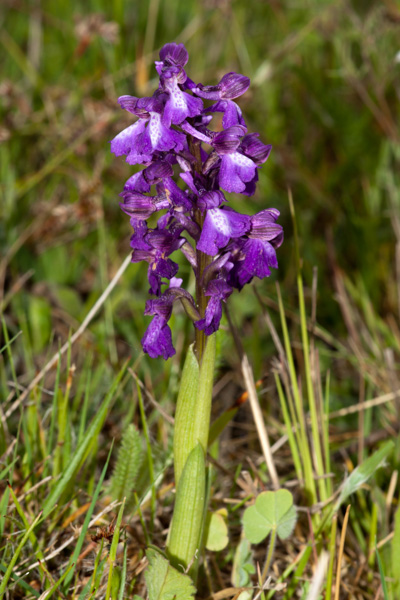 Anacamptis morio (L.) R.M.Bateman, Pridgeon & M.W.Chase ( Orchis bouffon ) Anacamptis morio (L.) R.M.Bateman, Pridgeon & M.W.Chase ( Orchis bouffon )