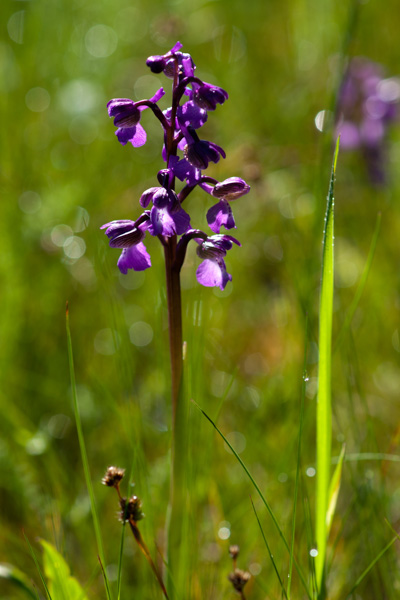 Anacamptis morio (L.) R.M.Bateman, Pridgeon & M.W.Chase ( Orchis bouffon ) Anacamptis morio (L.) R.M.Bateman, Pridgeon & M.W.Chase ( Orchis bouffon )