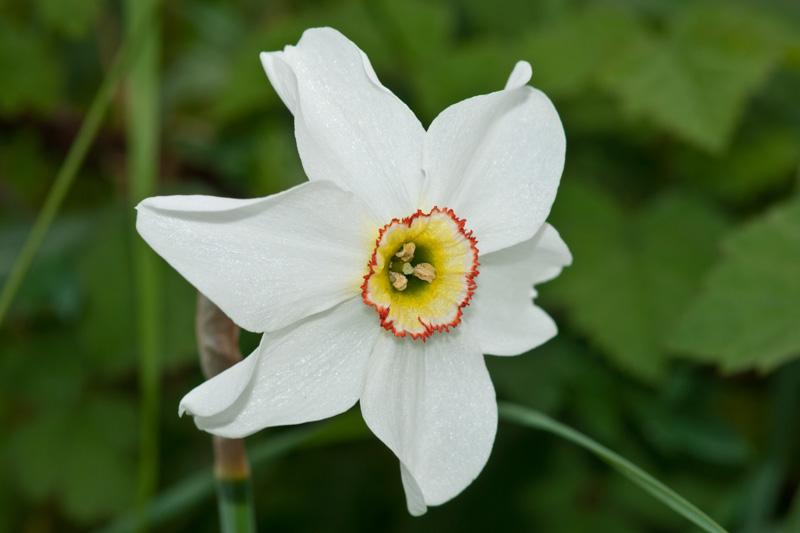 Narcissus poeticus L. ( Narcisse des poètes ) | Préservons la Nature