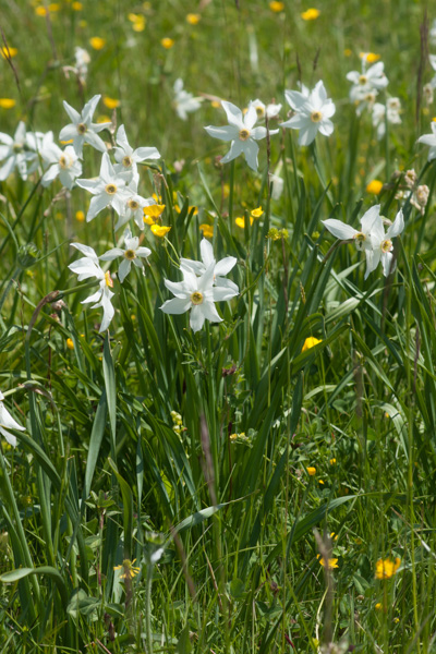 Narcissus poeticus L. ( Narcisse des poètes ) | Préservons la Nature