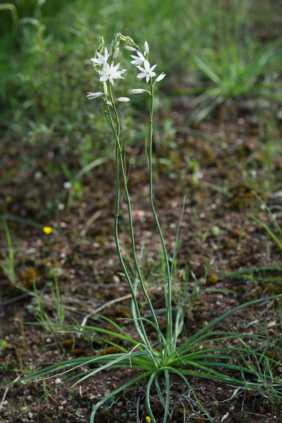 Anthericum liliago L. ( Phalangère à fleurs de lys )