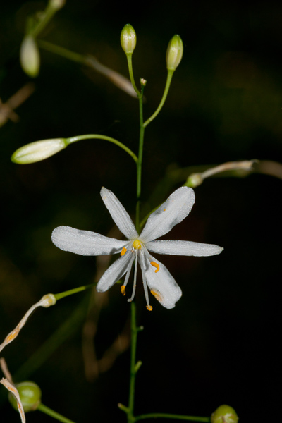 Anthericum ramosum L. ( Phalangère rameuse )