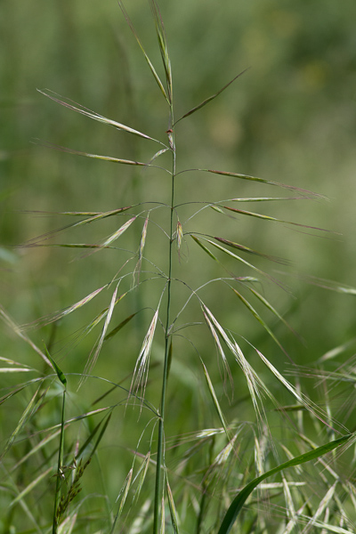 Anisantha diandra (Roth) Tutin ex Tzvelev ( Brome à deux étamines )