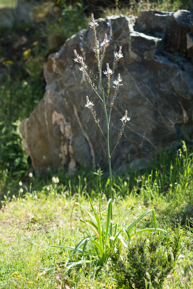 Asphodelus ramosus L. ( Asphodèle rameux )