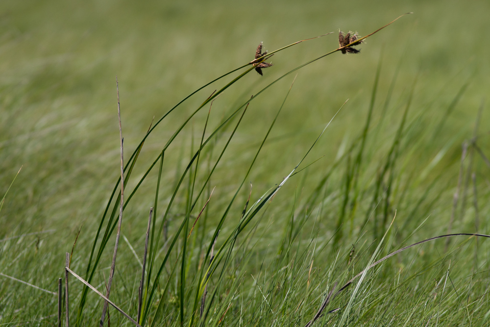 Bolboschoenus maritimus (L.) Palla ( Rouche ) Bolboschoenus maritimus (L.) Palla ( Rouche )